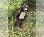 Small Bull Terrier Mix