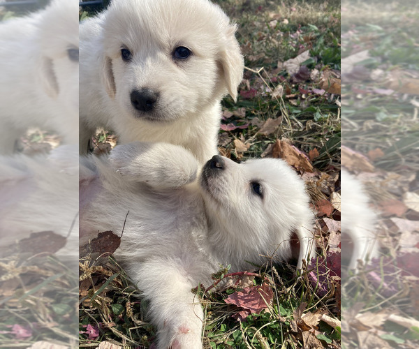 Medium Photo #3 Great Pyrenees-Maremma Sheepdog Mix Puppy For Sale in CONNEAUT, OH, USA