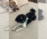 Small #3 Cavalier King Charles Spaniel-English Springer Spaniel Mix