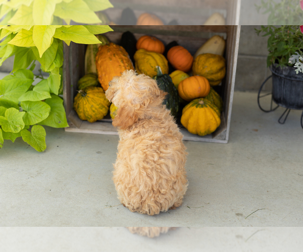 Medium Photo #15 Poodle (Miniature) Puppy For Sale in MILFORD, IN, USA