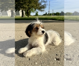 Chorkie Puppy for sale in GREENFIELD, IN, USA