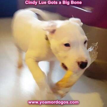 Medium Photo #142 Dogo Argentino Puppy For Sale in PINEVILLE, MO, USA