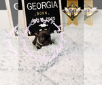 Small #1 French Bulldog