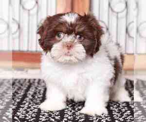 Shih Tzu Puppy for sale in NAPLES, FL, USA