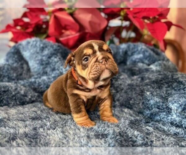 Medium Photo #8 English Bulldog Puppy For Sale in OOLOGAH, OK, USA