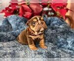 Small #7 English Bulldog