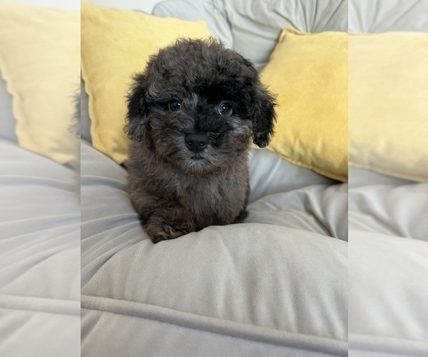 Medium Photo #3 Poodle (Miniature) Puppy For Sale in PARAGON, IN, USA