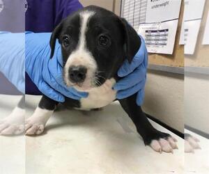 American Pit Bull Terrier-Unknown Mix Dogs for adoption in Conroe, TX, USA