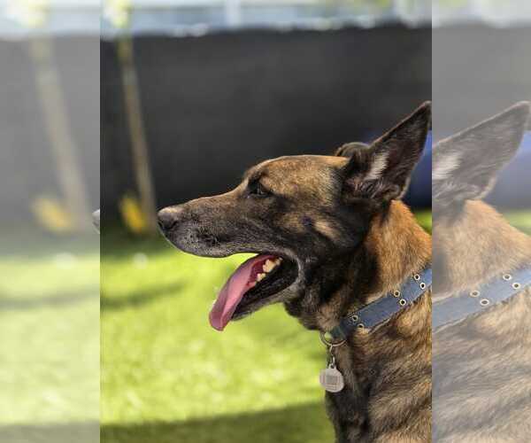 Medium Photo #3 German Shepherd Dog-Unknown Mix Puppy For Sale in Plantation, FL, USA