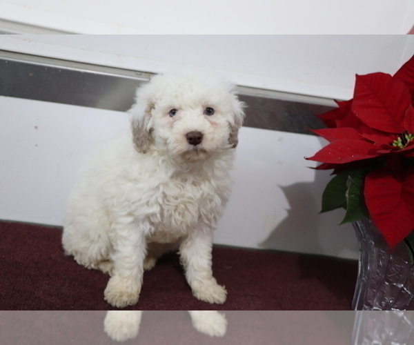 Full screen Photo #2 Aussiedoodle Miniature  Puppy For Sale in SHILOH, OH, USA