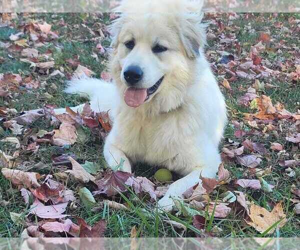 Medium Photo #1 Australian Shepherd-Great Pyrenees Mix Puppy For Sale in UNIONTOWN, OH, USA