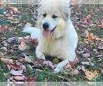 Small Photo #1 Australian Shepherd-Great Pyrenees Mix Puppy For Sale in UNIONTOWN, OH, USA