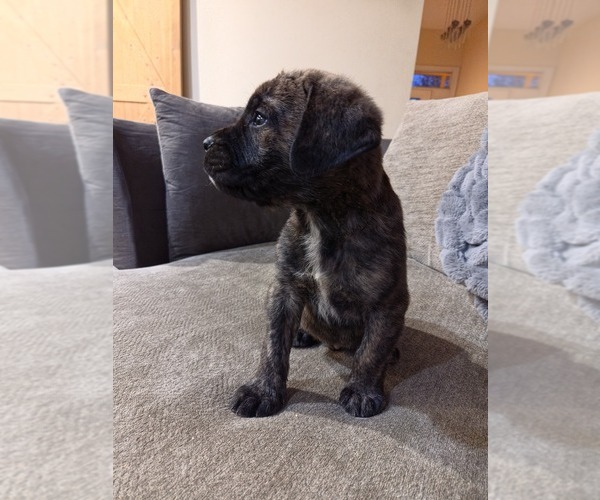 Medium Photo #4 Mastiff Puppy For Sale in WALNUT COVE, NC, USA