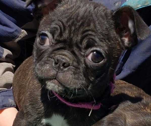 Medium Photo #2 Buggs Puppy For Sale in OCONTO, WI, USA