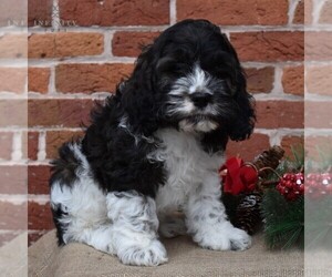 Cock-A-Poo-Cocker Spaniel Mix Puppy for sale in LEWISBURG, PA, USA