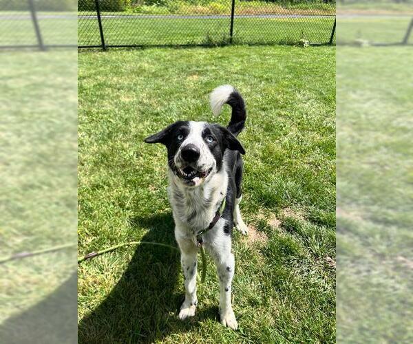 Medium Photo #3 Border Collie Puppy For Sale in Aurora, IL, USA