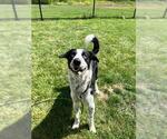 Small #2 Border Collie