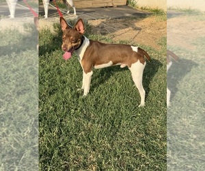 Rat Terrier Puppy for sale in OROVILLE, CA, USA