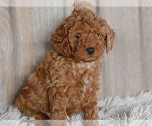 Poodle (Miniature) Puppy for sale in PROVIDENCE, RI, USA