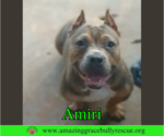 Small #1 American Staffordshire Terrier