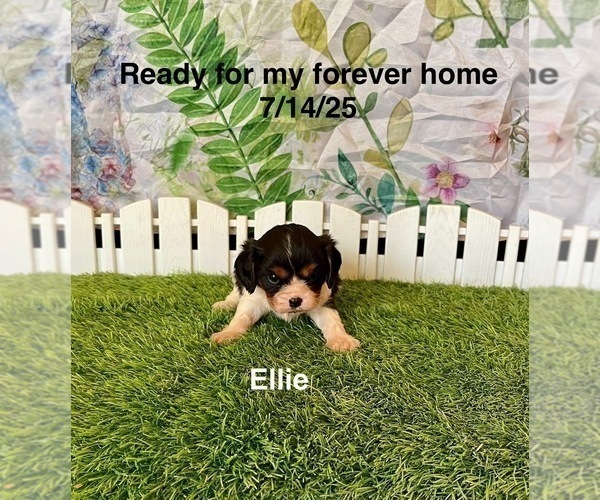 Medium Photo #2 Cavalier King Charles Spaniel Puppy For Sale in MOUNT PLEASANT, MI, USA