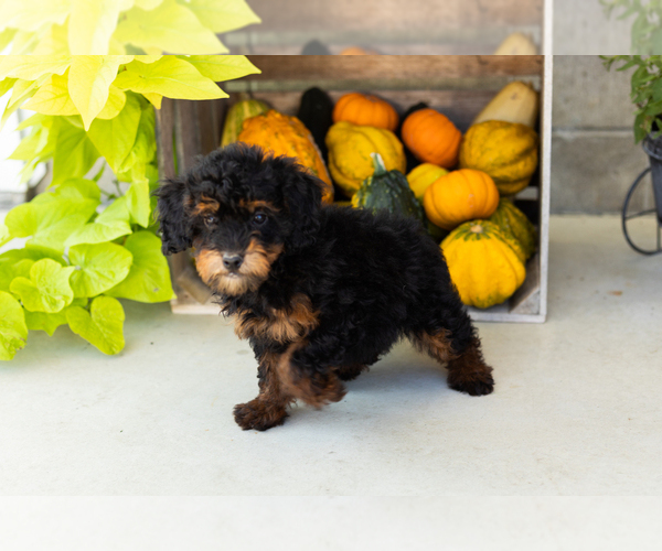Medium Photo #3 Poodle (Miniature) Puppy For Sale in MILFORD, IN, USA