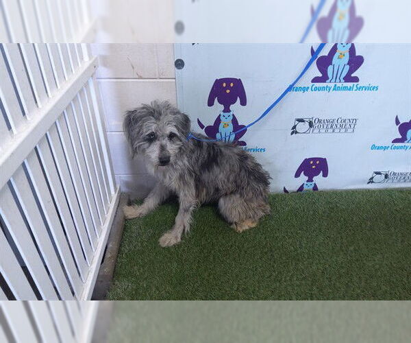 Medium Photo #1 Miniature Schnauzer-Unknown Mix Puppy For Sale in Orlando, FL, USA