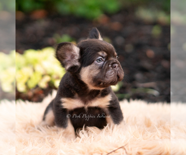 Medium Photo #4 French Bulldog Puppy For Sale in WARSAW, IN, USA