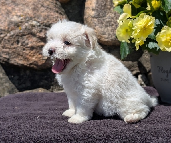 Medium Photo #4 Havanese Puppy For Sale in GOSHEN, IN, USA