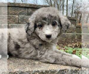 Aussiedoodle-Bernedoodle Mix Puppy for sale in EAST EARL, PA, USA