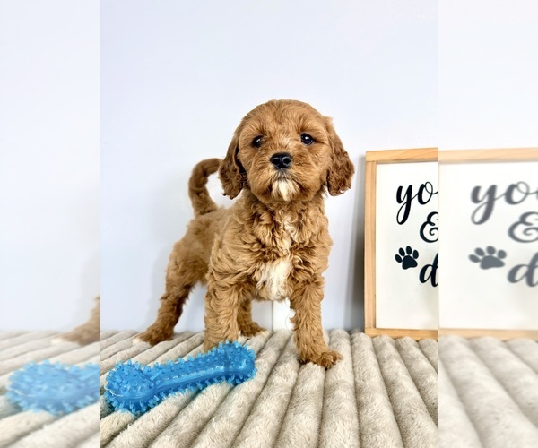 Medium Photo #2 Goldendoodle (Miniature) Puppy For Sale in GREENFIELD, IN, USA