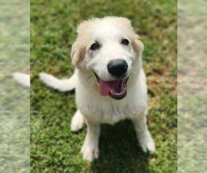 Great Pyrenees Dogs for adoption in Croydon, NH, USA