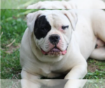 Small Photo #1 American Bulldog Puppy For Sale in PARIS, TN, USA
