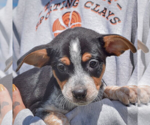 Medium Photo #6 Pug-Unknown Mix Puppy For Sale in Huntley, IL, USA
