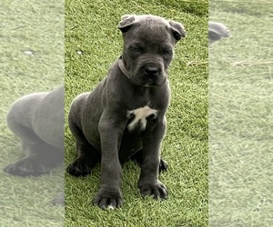 Cane Corso Puppy for sale in JOLIET, IL, USA