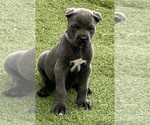 Image preview for Ad Listing. Nickname: Litter of 4