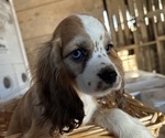 Small #9 Cocker Spaniel