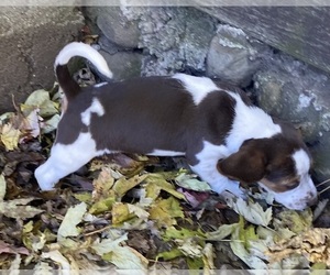 Beagle Puppy for sale in ONSTED, MI, USA