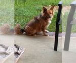 Small #1 Pembroke Welsh Corgi Mix