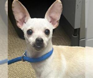 Chihuahua Dogs for adoption in Upland, CA, USA