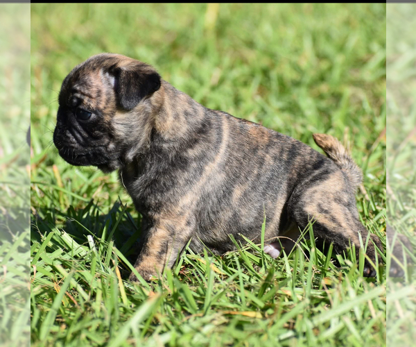 Medium Photo #2 Pug Puppy For Sale in PALM COAST, FL, USA