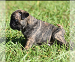 Small #1 Pug