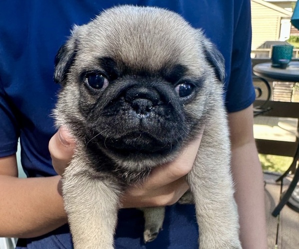 Medium Photo #6 Pug Puppy For Sale in CEDAR RAPIDS, IA, USA