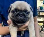 Small #5 Pug