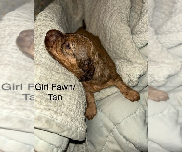 Medium Photo #1 Dachshund Puppy For Sale in THOMASVILLE, GA, USA