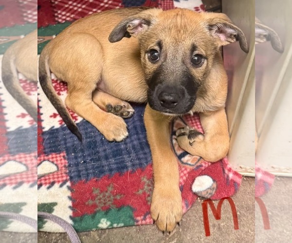 Medium Photo #1 Boxer-Unknown Mix Puppy For Sale in SHERBURNE, NY, USA