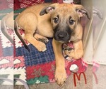 Pluto (NY-Lia) - Male Boxer-Unknown Mix Dog for Adoption - Small photo