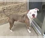 Small #1 American Pit Bull Terrier