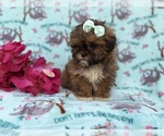 Small #6 Shih-Poo