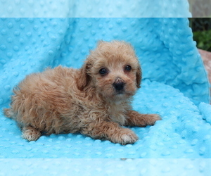 Bichpoo Puppy for sale in SHILOH, OH, USA